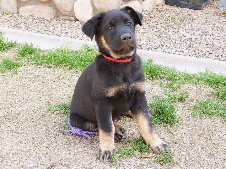 chinook puppy